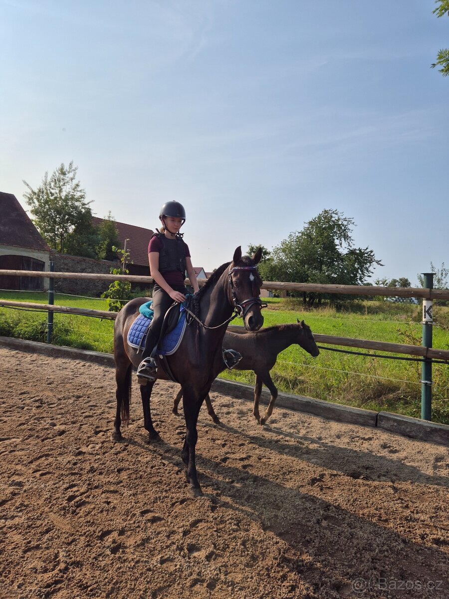 Klisna 6let welsh pony B ukončení JK - 4