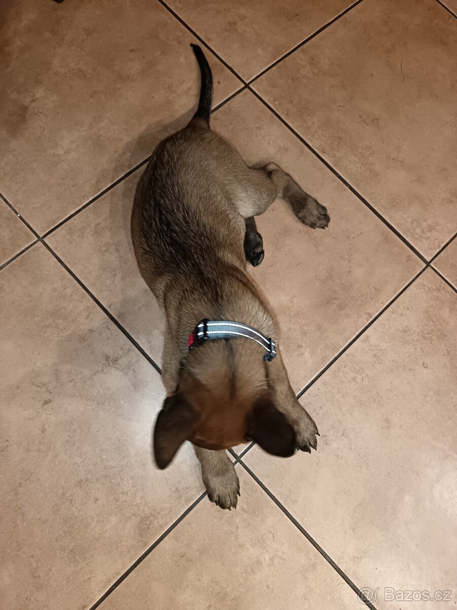 Štěně pejsek Belgického ovčáka Malinois - 4