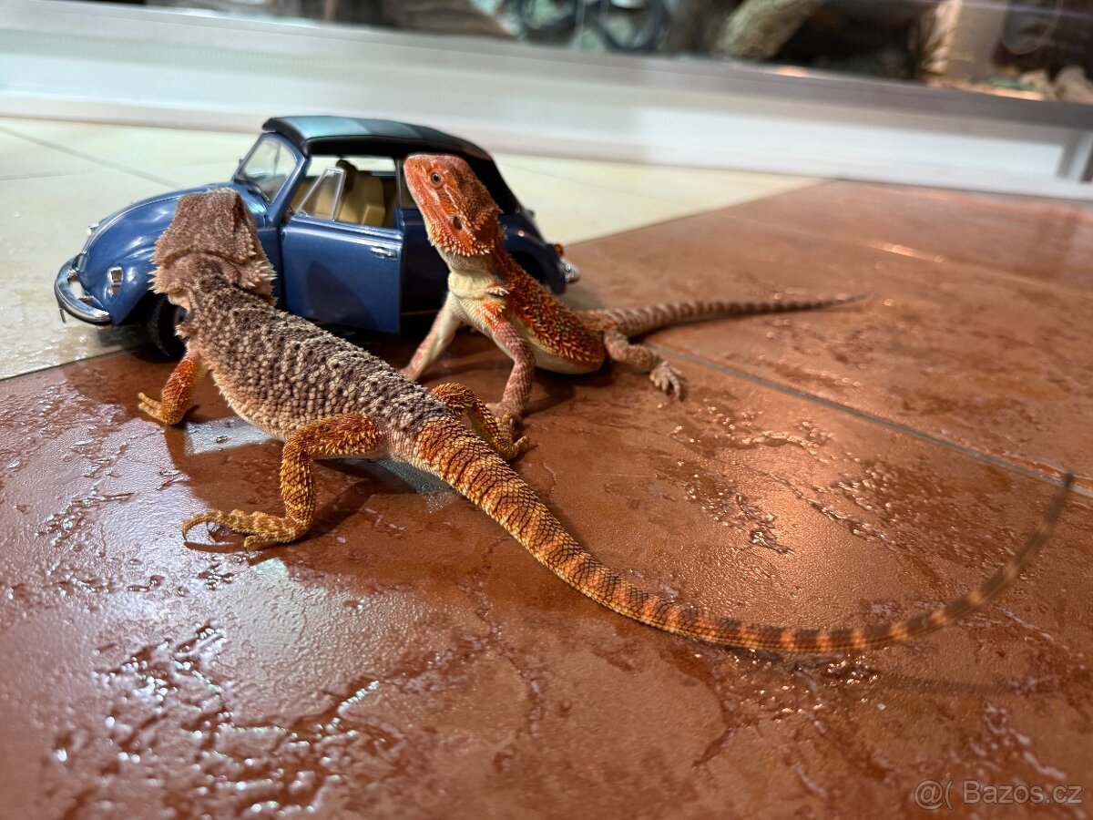 AGAMA VOUSATÁ SAMIČKY K PRODEJI - 4