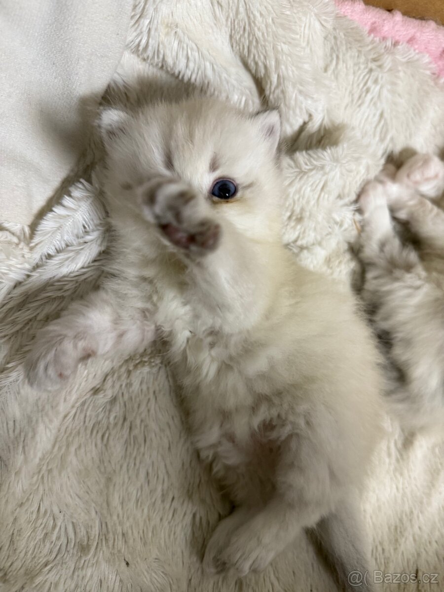 Perská činčila koťátka - 4