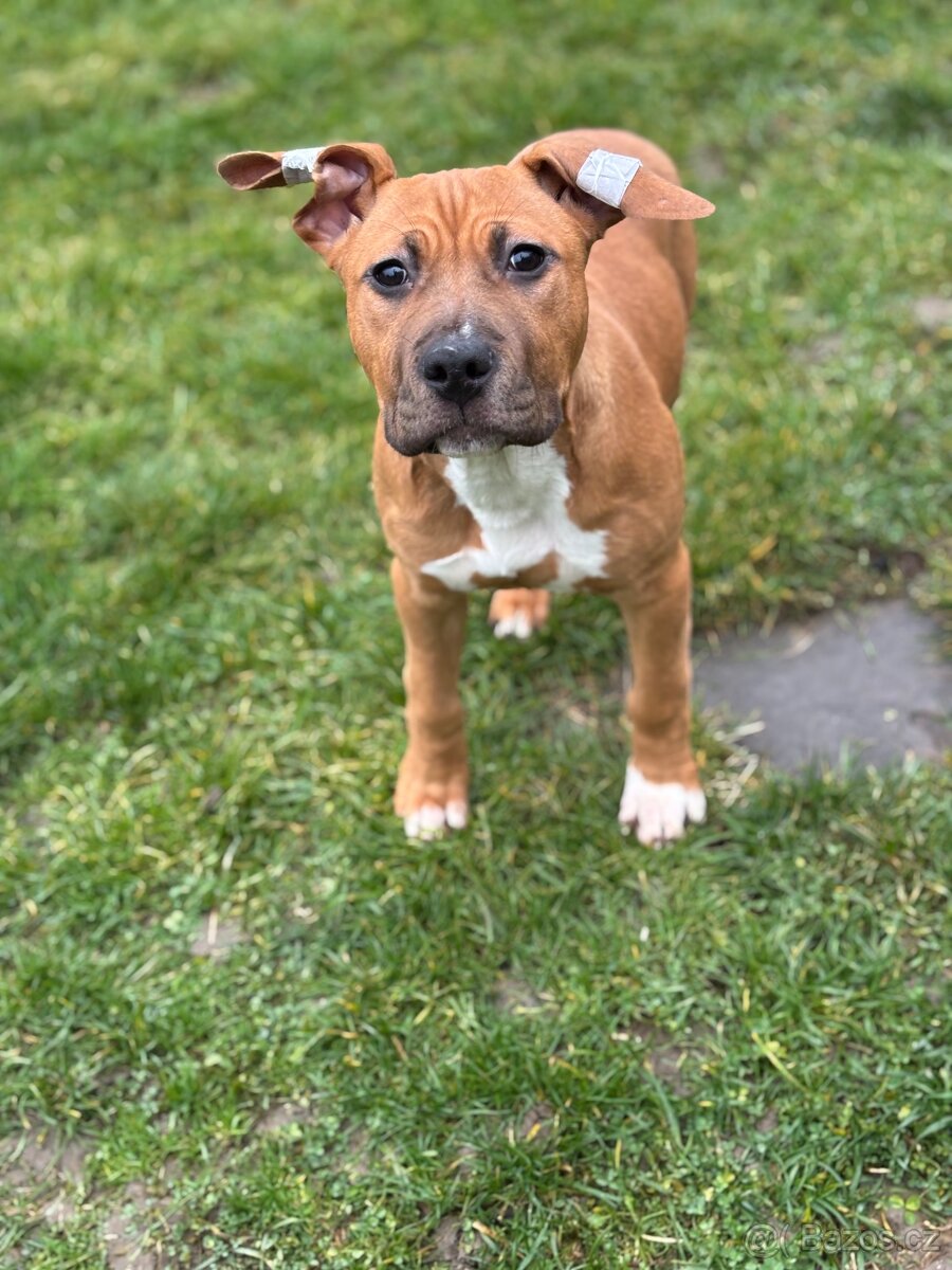 Americký stafordšírský teriér - 4