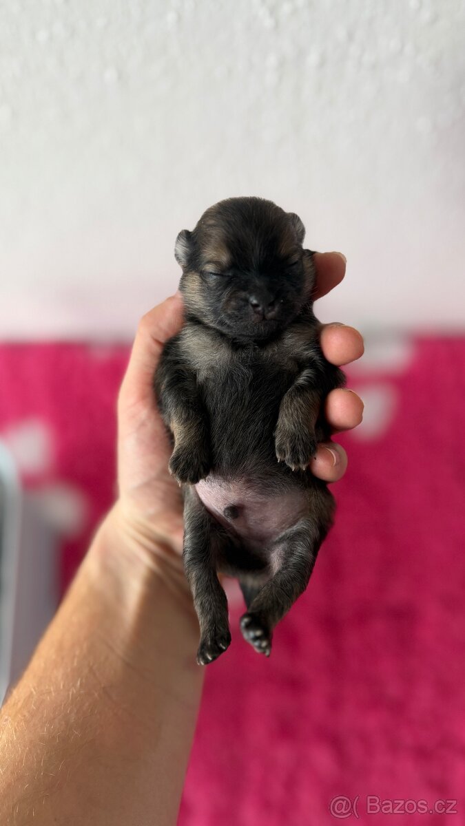 Štěňátka Pomeranian s PP FCI - 4