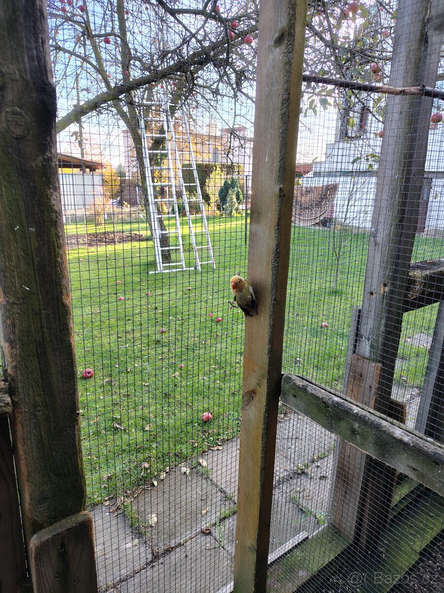 Agapornis fischeri - 4