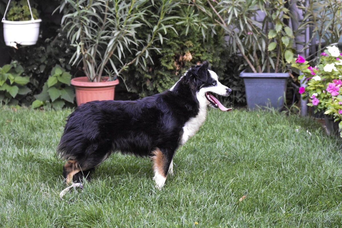 Miniaturní americký ovčák - 4