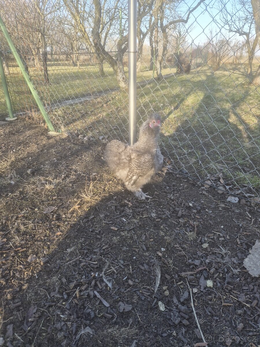 Hedvábnička kohout - 4