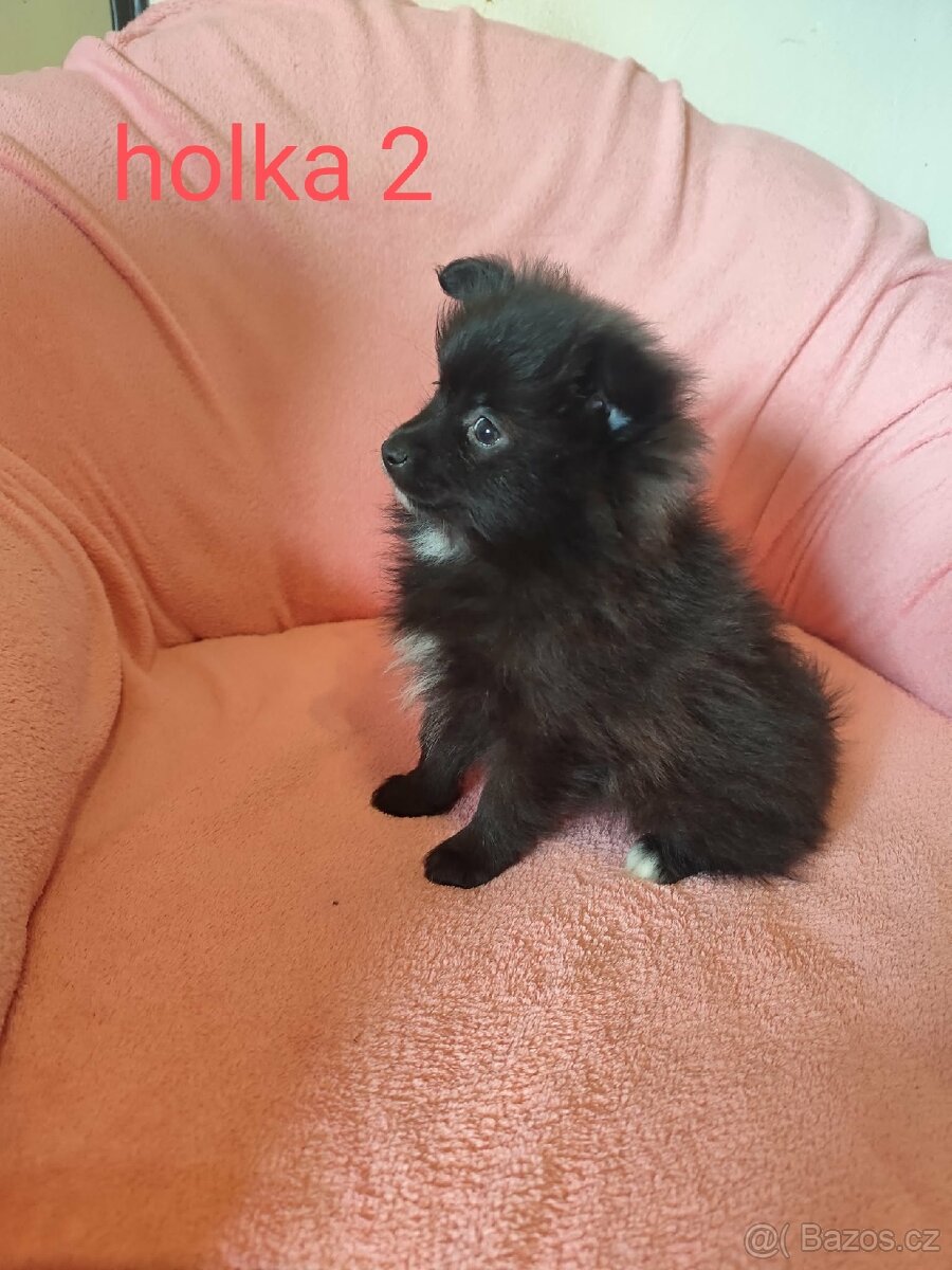 Špic pomeranian - 4