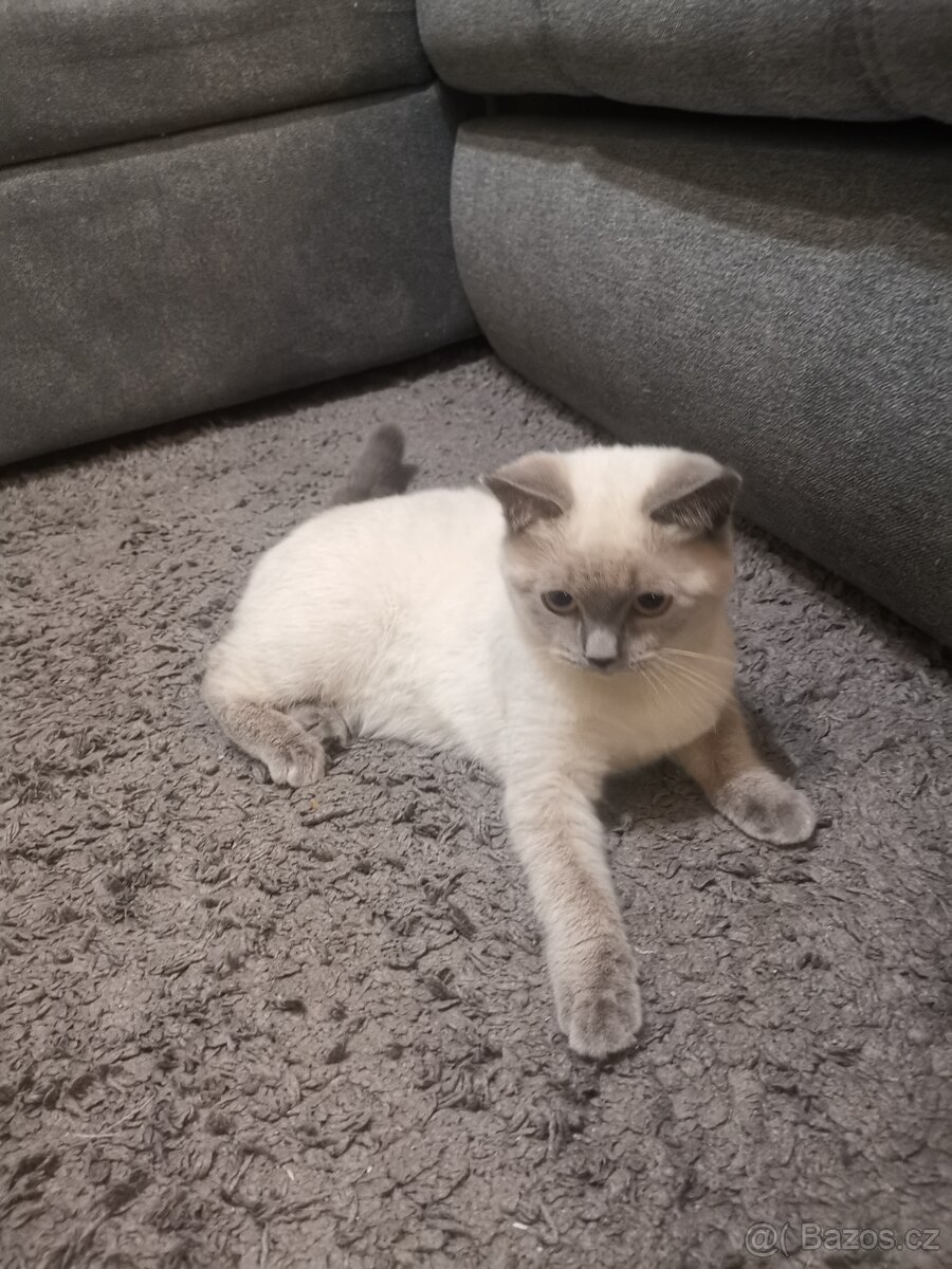 British Shorthair Blue Point - 4