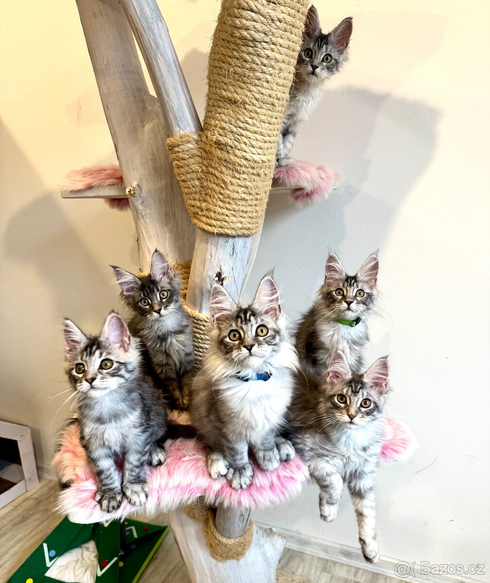 Mainská mývalí koťátka s PP - 4