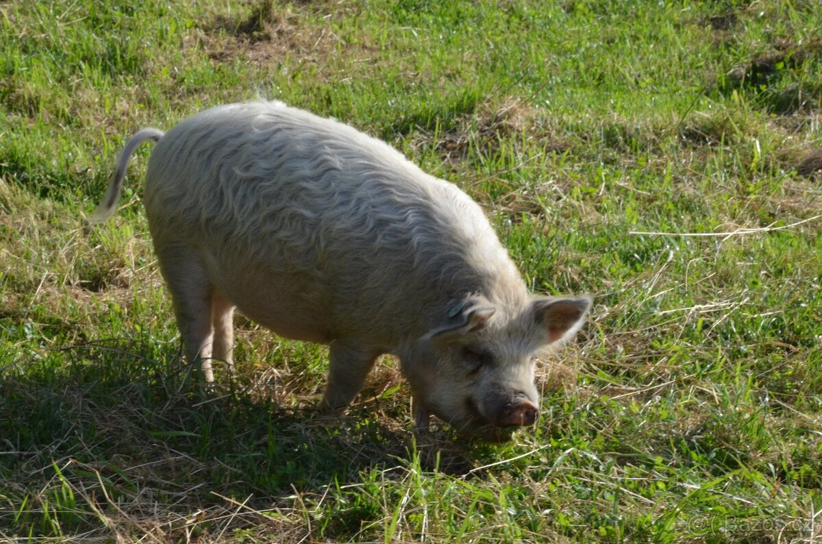 Kune Kune s nárokem na POP - 4