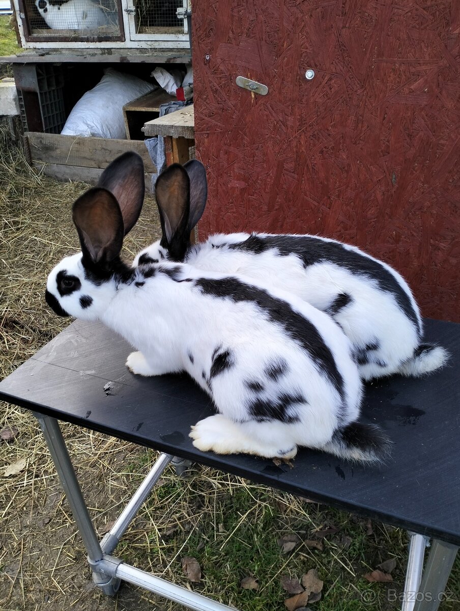 Německý strakač - 4