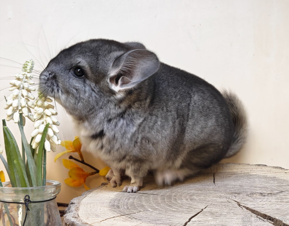 Činčila Standard Grey - 4