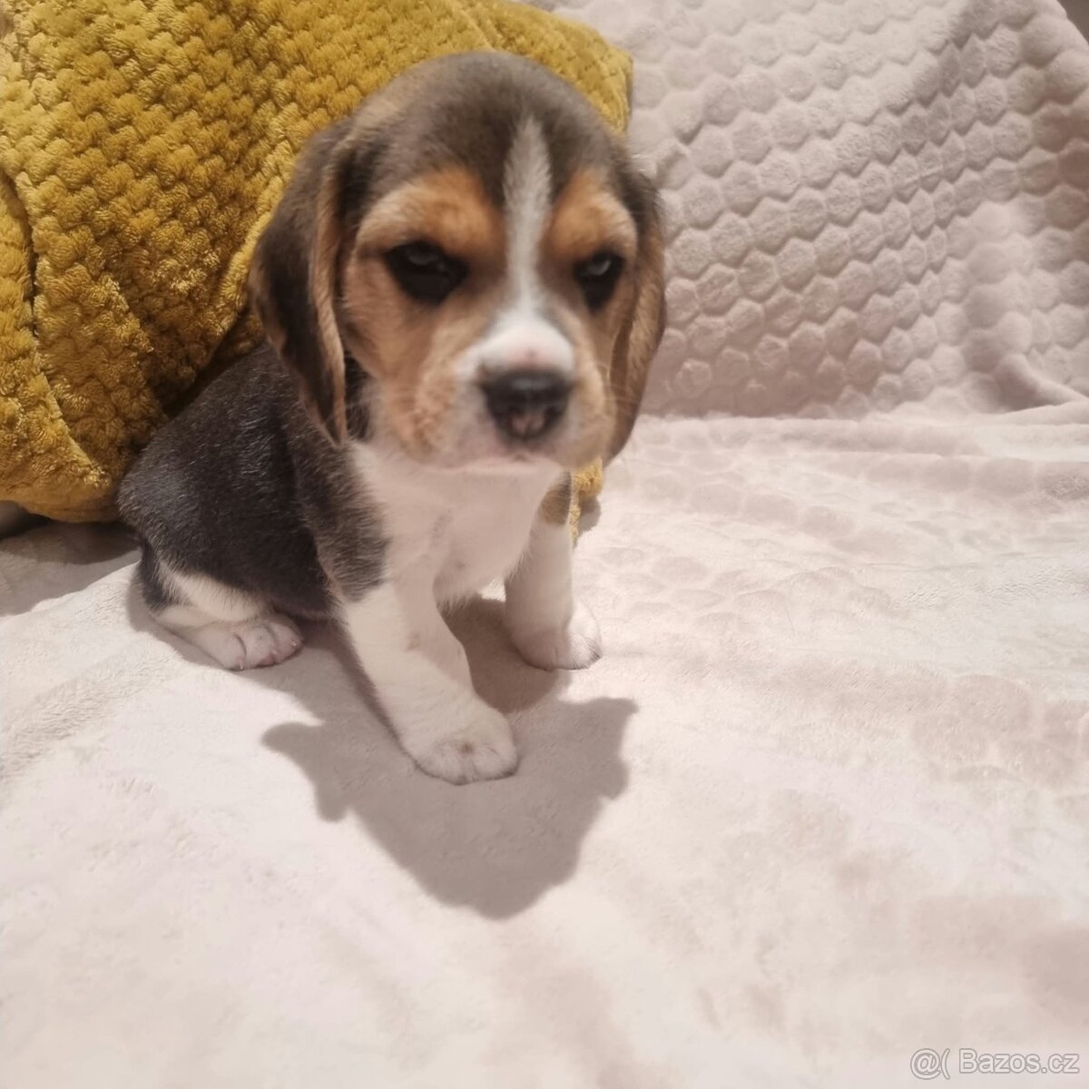 Bígl, Beagle, štěňátka - 4