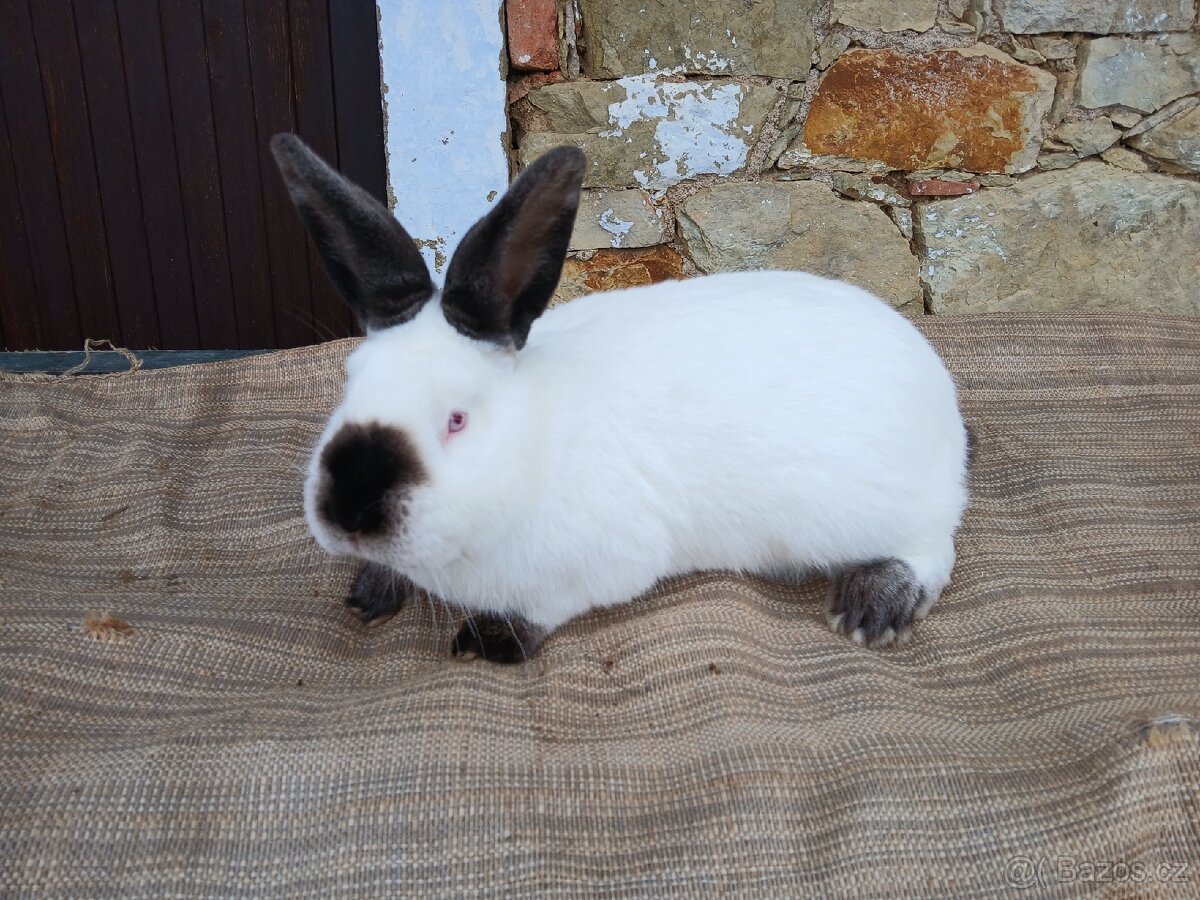 Kalifornsky černý - 4