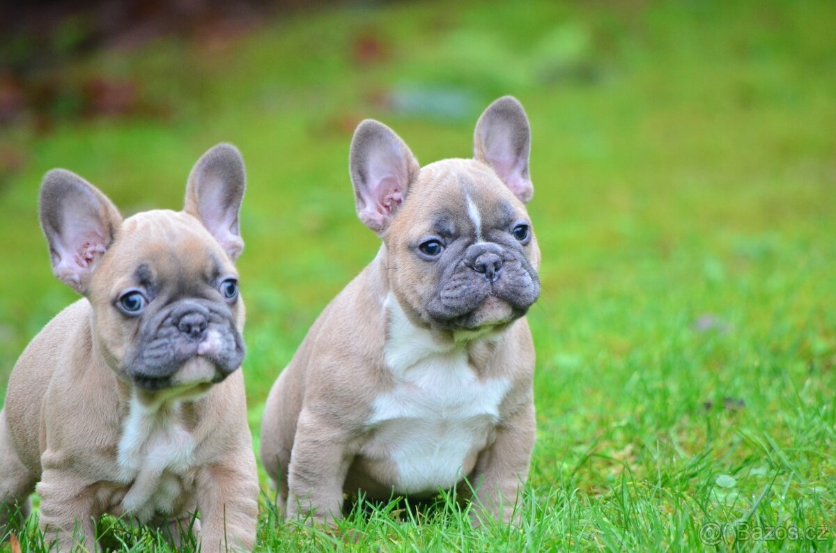 Francouzský buldoček s PP (jen kluci) - 4