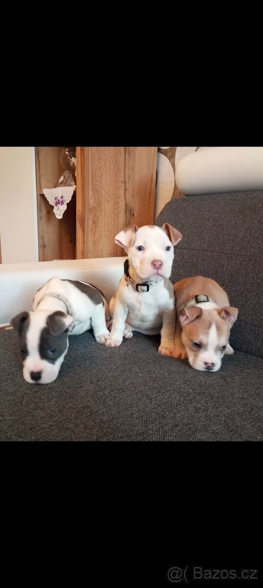Stafordšírský bulteriér - 4