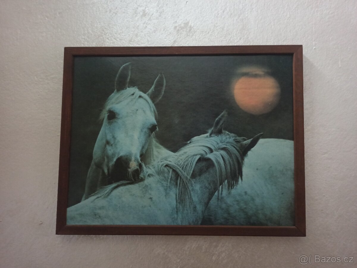 Obrazy - koně - 4