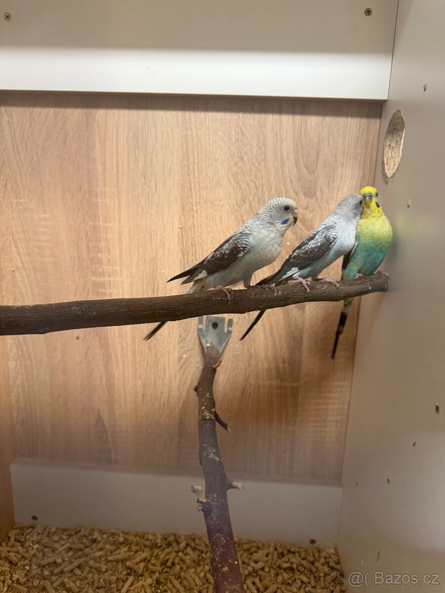 Andulky blackwing - 4