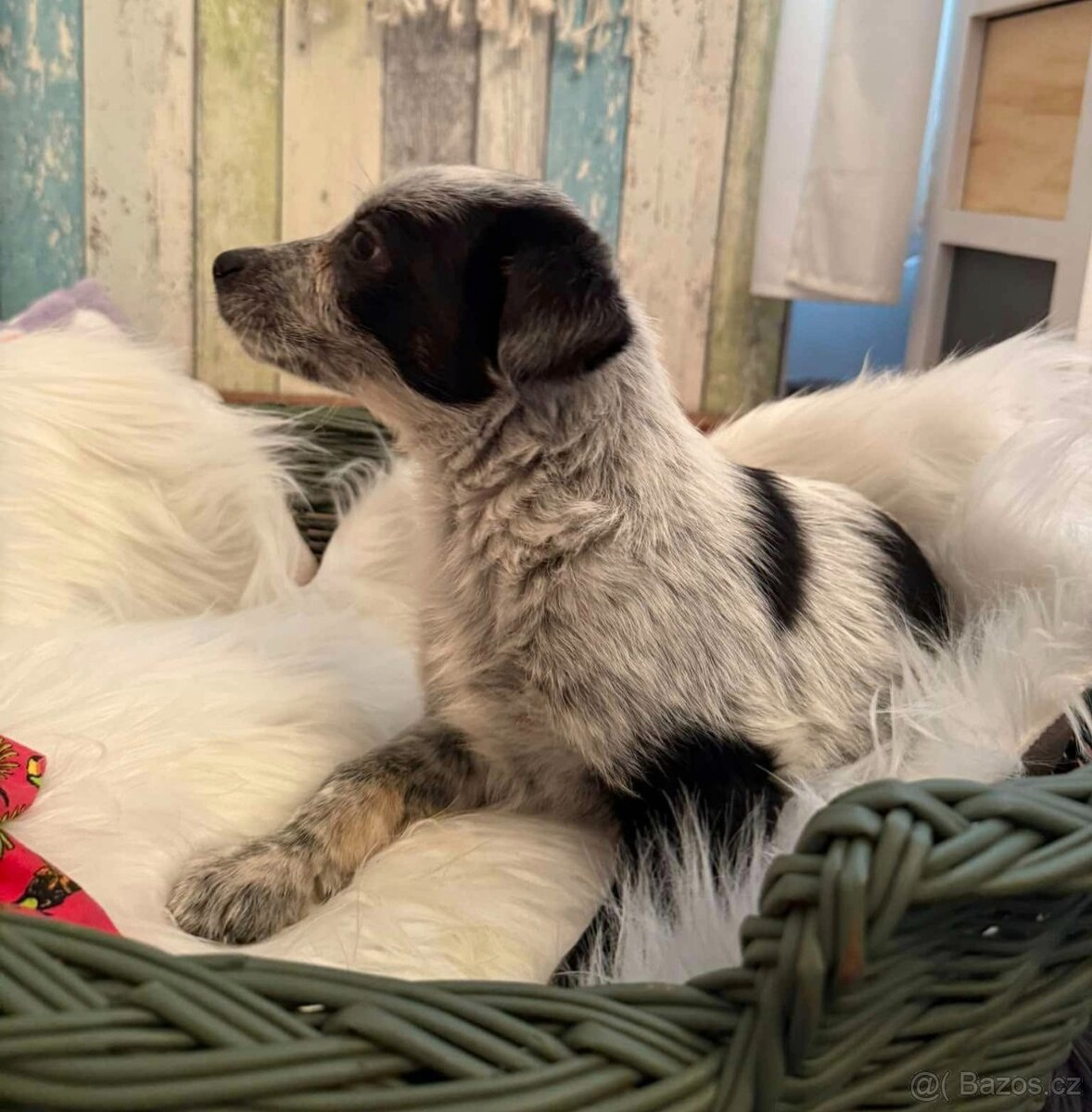 Waldo, Will a Winston - štěňátka, chlapečci - 4