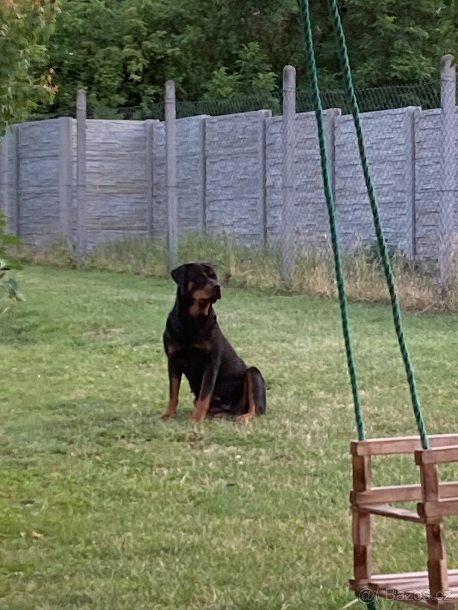 Rotvajler rtw rotweiler - 4