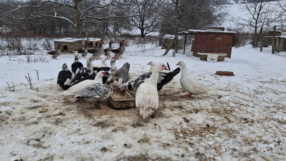 Kachna pižmová - 4