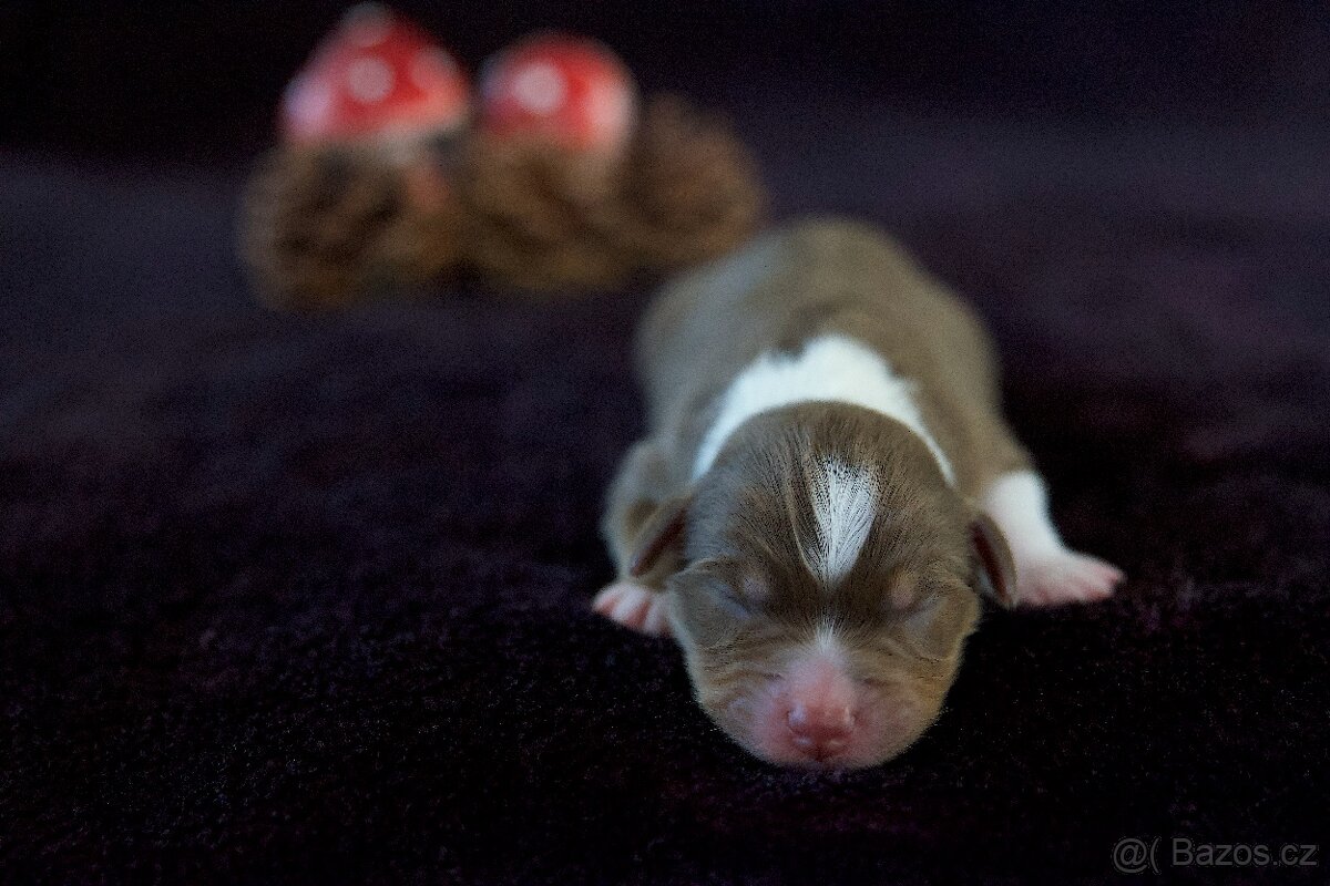 Miniaturní americký ovčák s PP (FCI) - 4