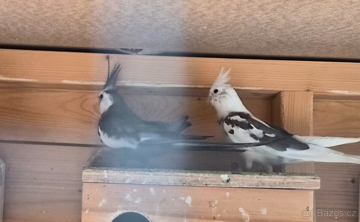 Korela bělohlava - 4