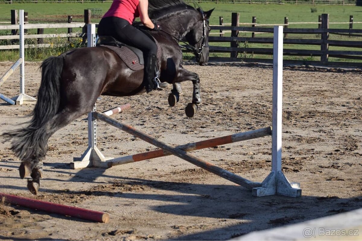 Sedlo Baloun Akademik M - F - 4