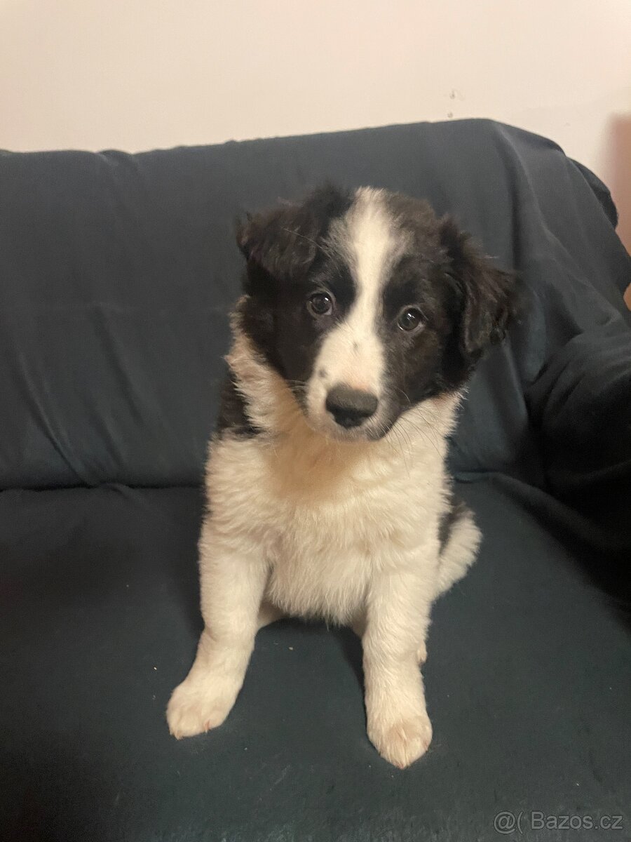 Štěňátka kříženci border kolie - 4