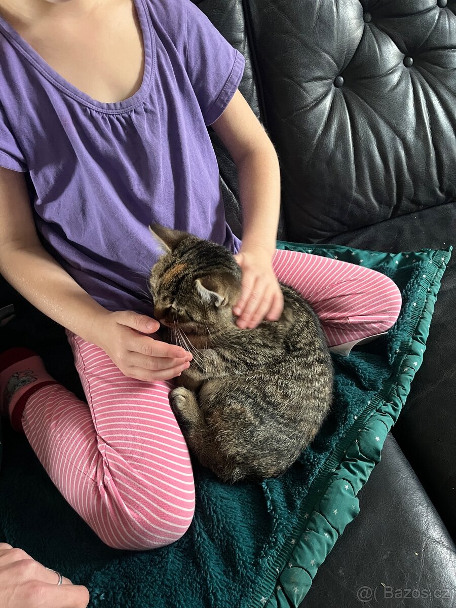 3 měsíční koťata - 4