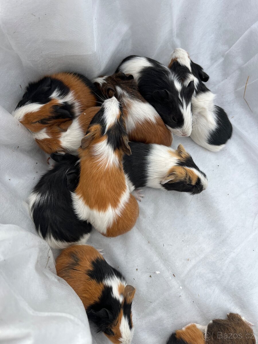 Morčátka - kluci i holky 😍 - 4