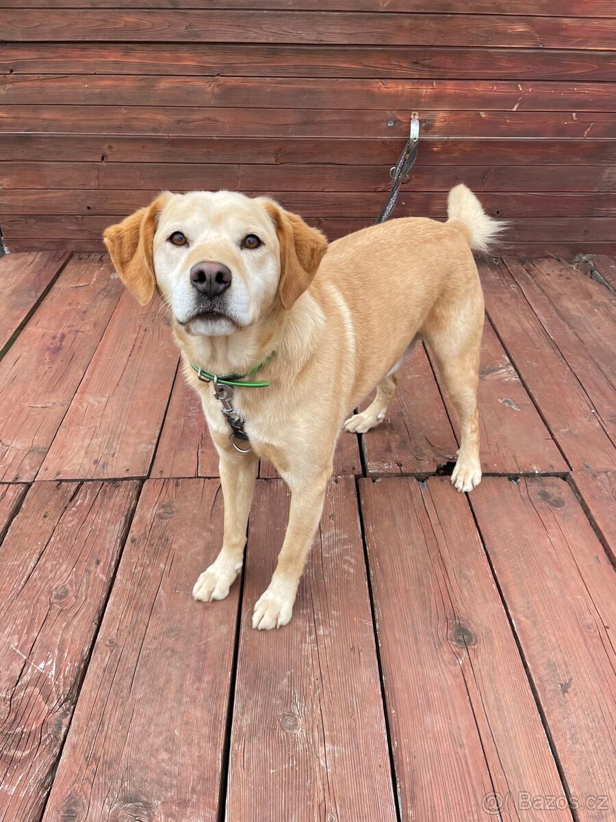 BODRIG - kastrovaný psík 5 let - 4