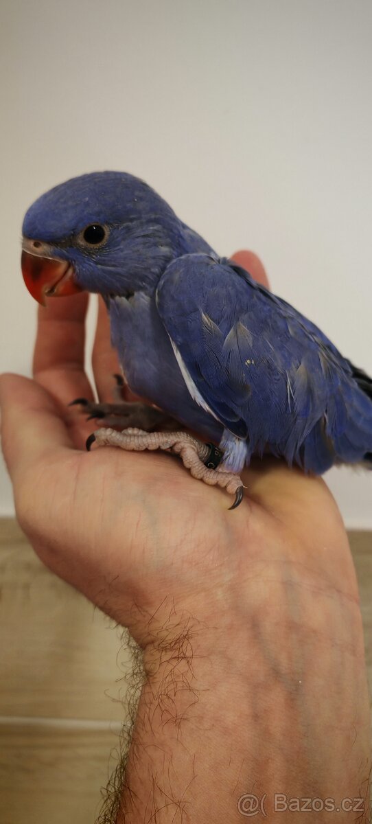 Alexandr velký, maly - 4