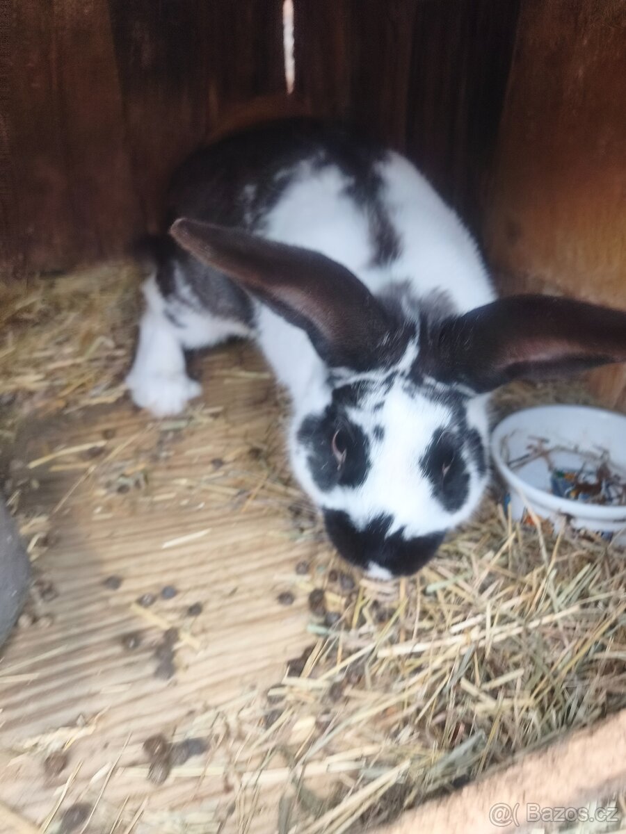 Samec Hyla strakáč - 4