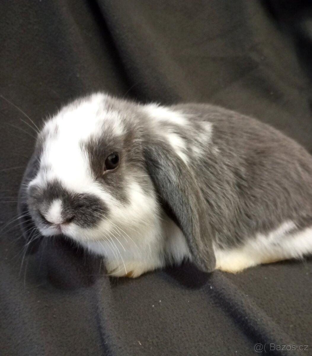 Zakrslý beránek králíček - 4