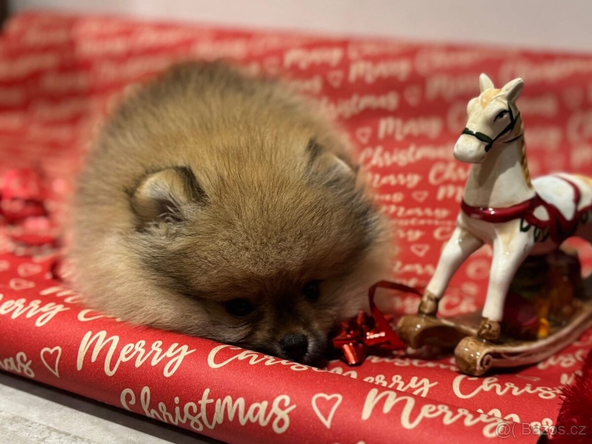 Pomeranian s pp FCI - 4