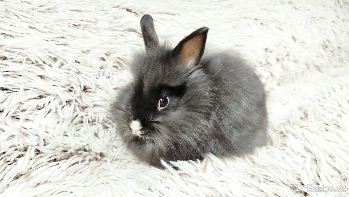 Zakrslý králík, králíček - HOLLY - 4