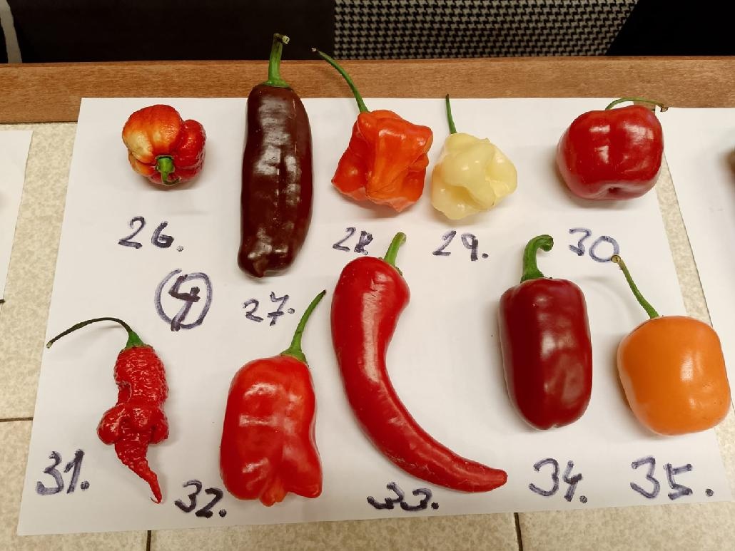 Semínka chilli papriček - zdarma - 4