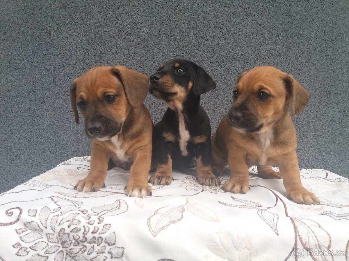 Jezevčík trpasliči - 4