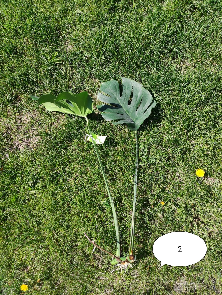MONSTERA DELICIOSA - 4