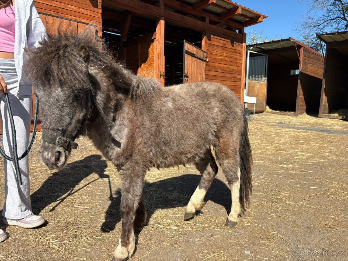 Minipony - 4