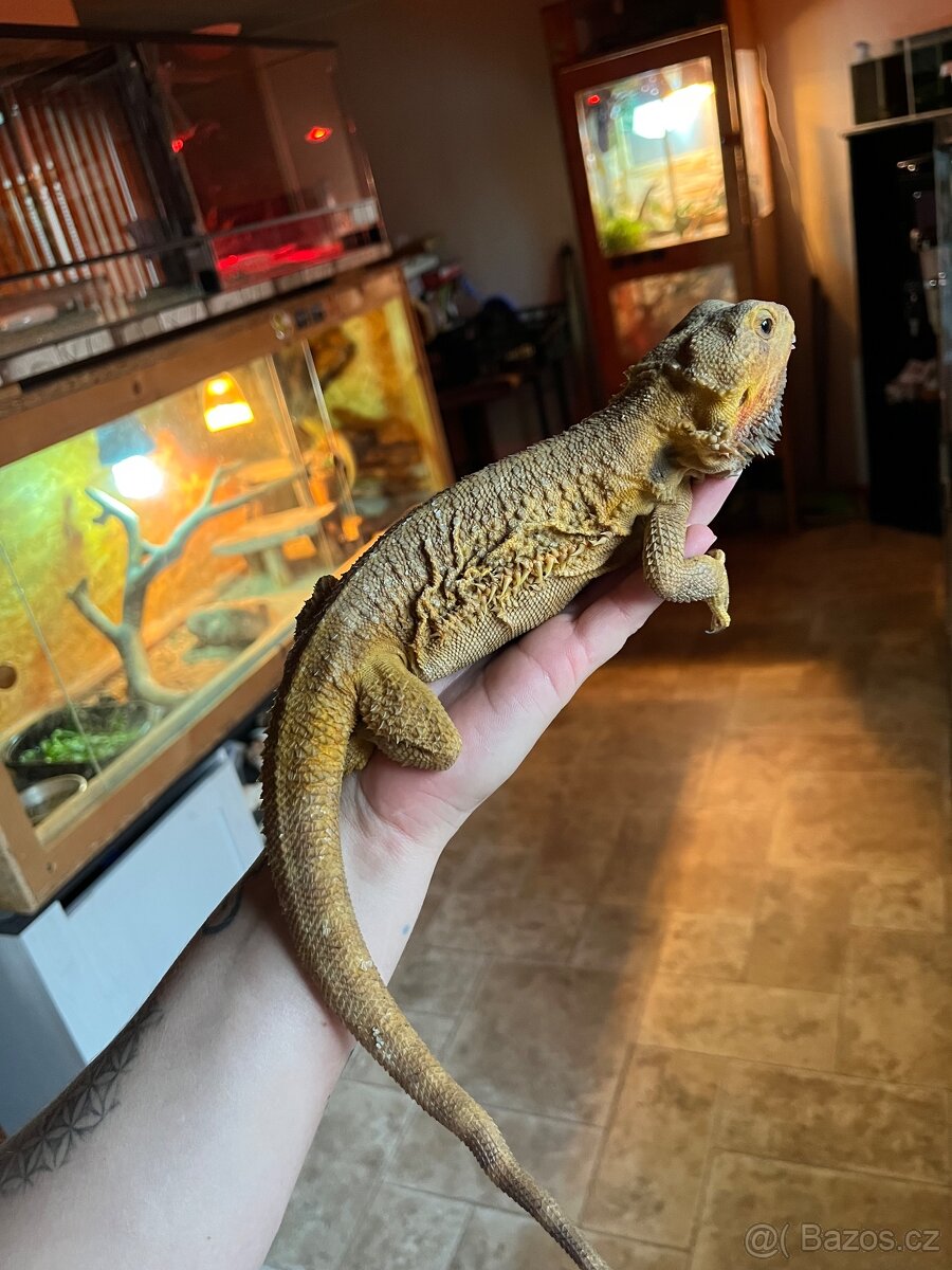 Agama vousatá samice - 4