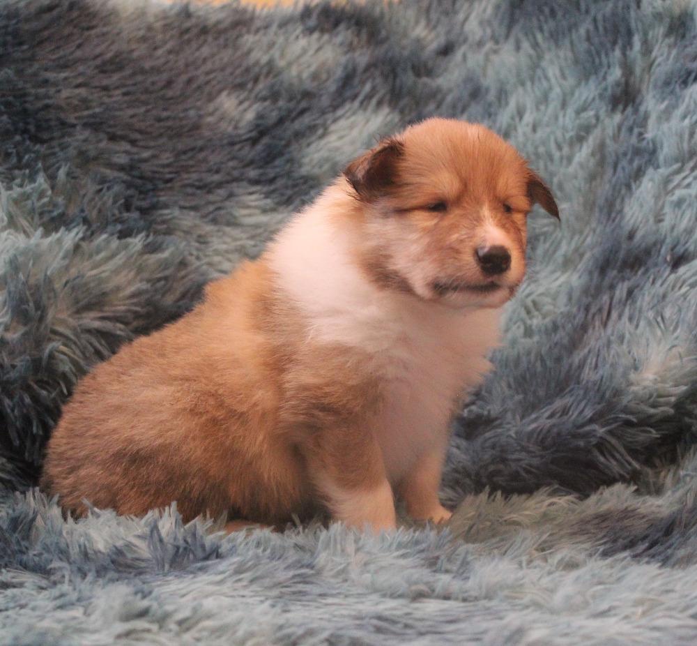 Kolie dlouhosrstá - 4