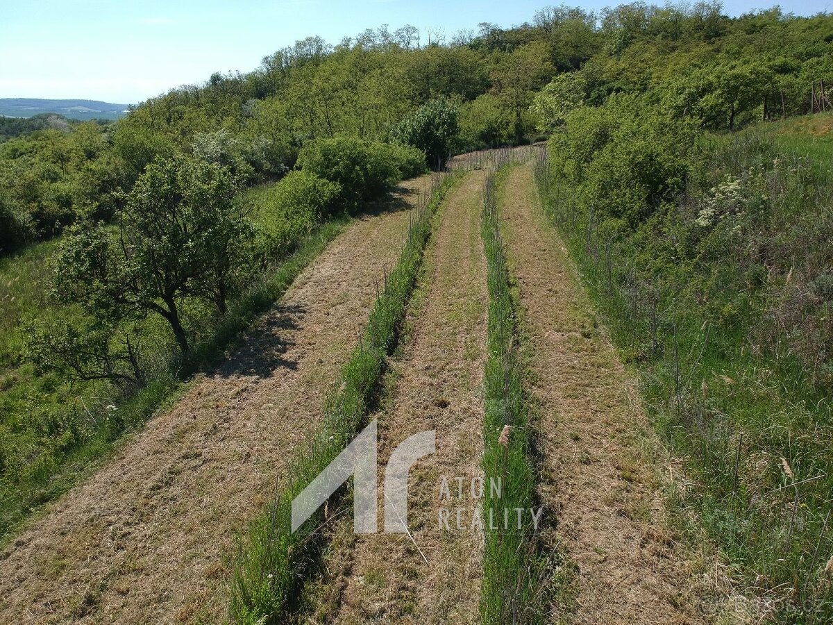 Křepice u Hustopečí – mladá vinice 2 199 m2 – vinice - 4