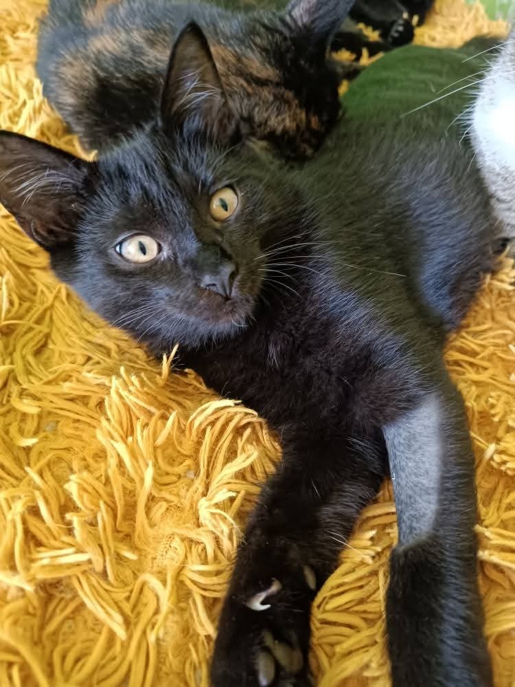 KASTOR a KREÓN - kocourci, koťata - 4