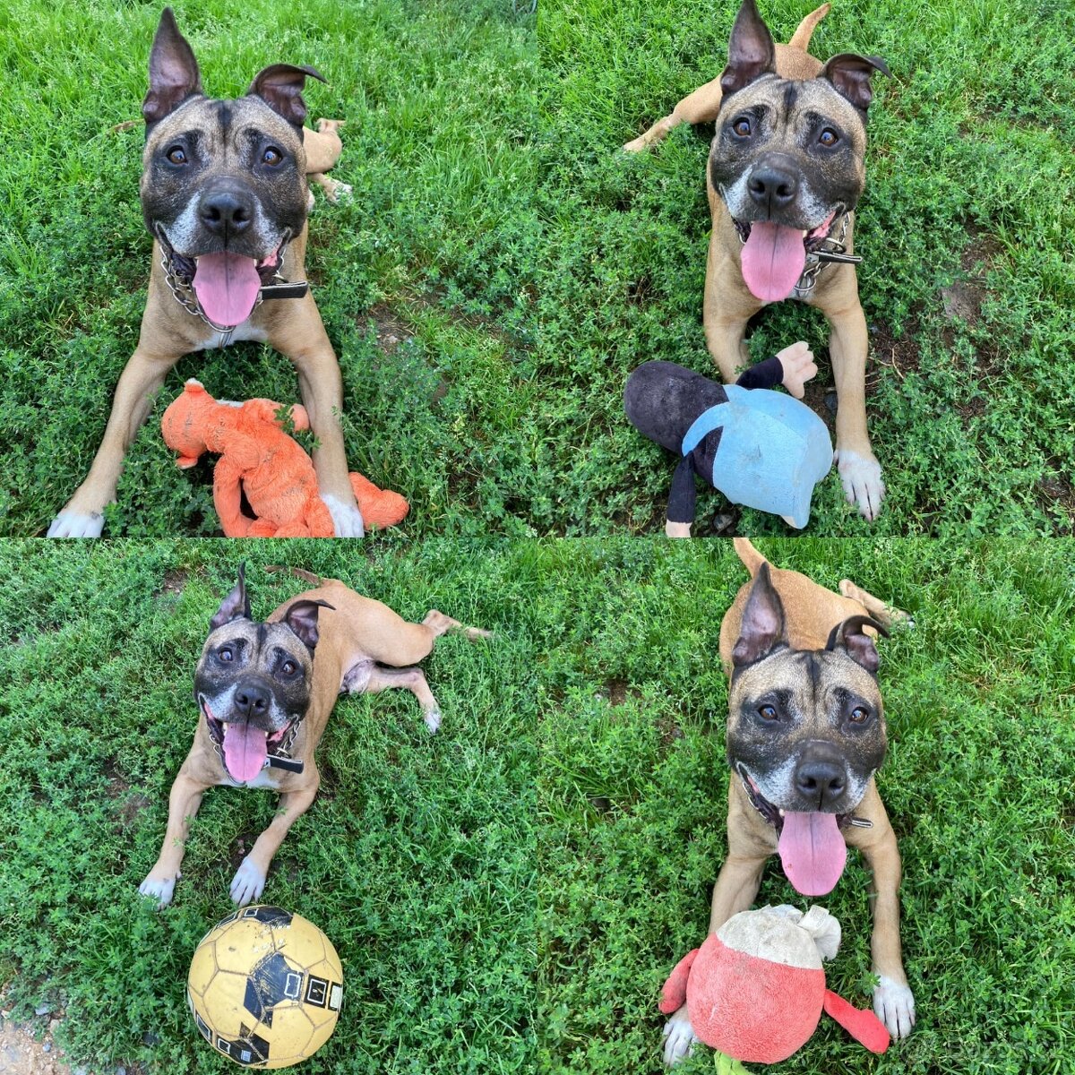 Najde kříženec staforda domov? - 4