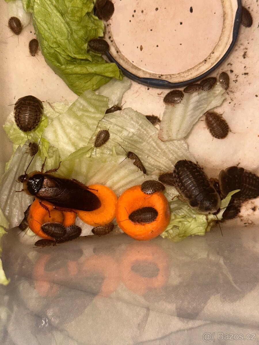 Šváb argentinský- krmní švábi - 4