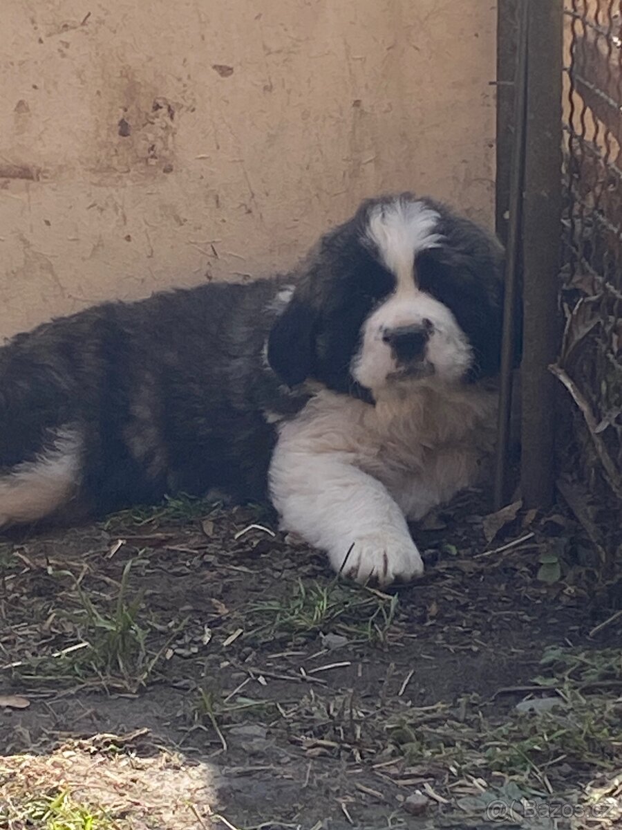 kavkazský pastevecký pes - 4