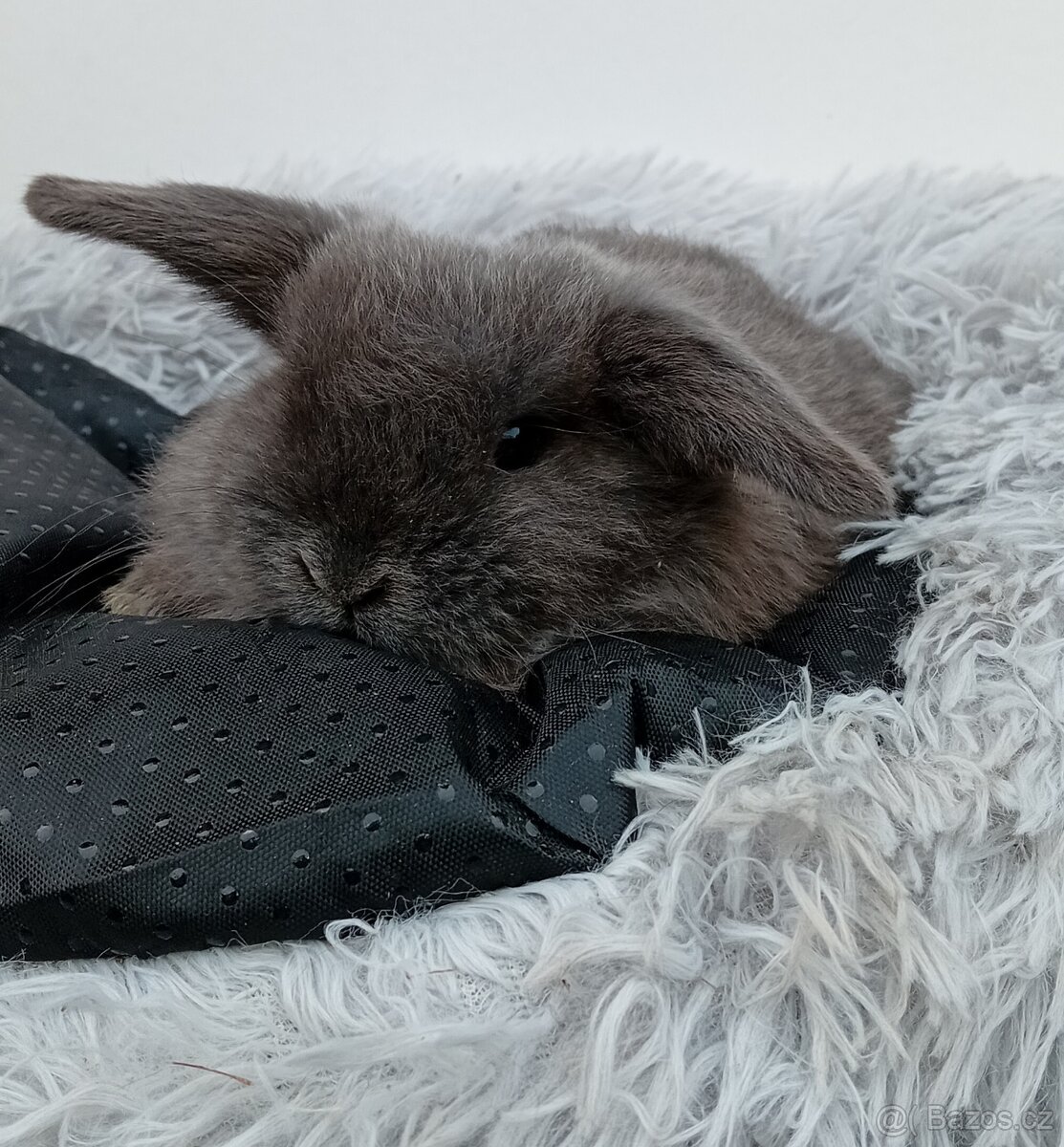 Zakrslý beránek G1 - 4