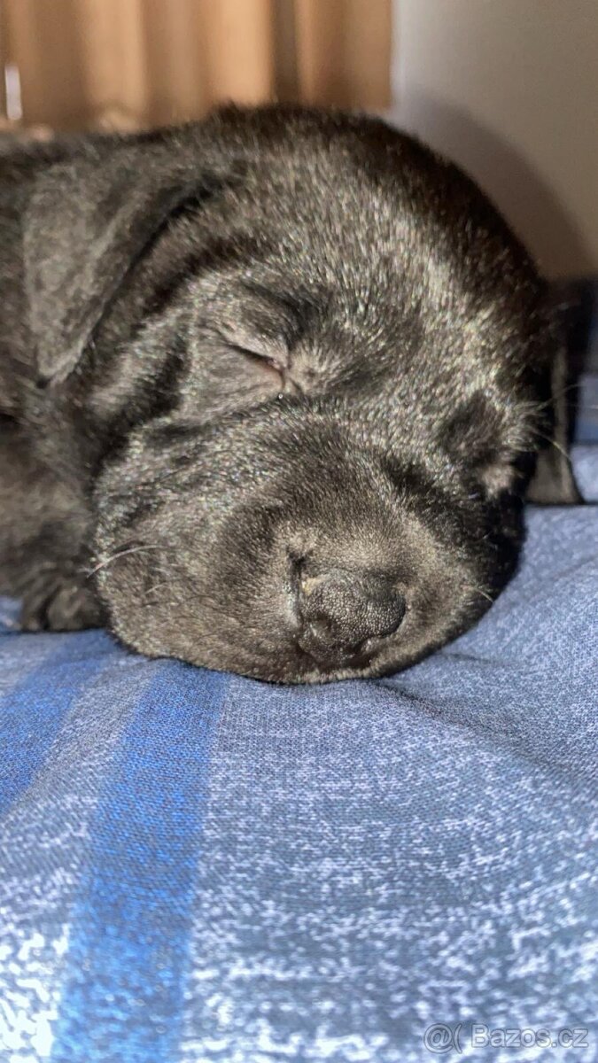 Prodám štěně Cane Corso - 4