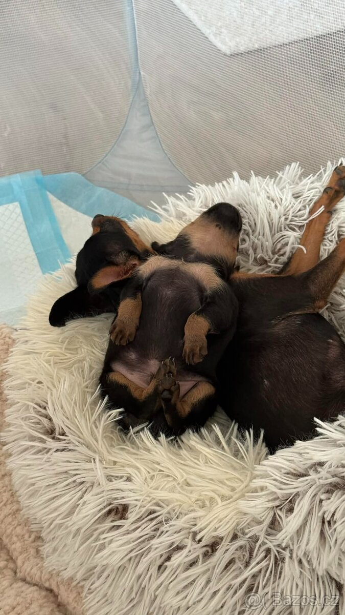 Pražský krysařík - mini - 4